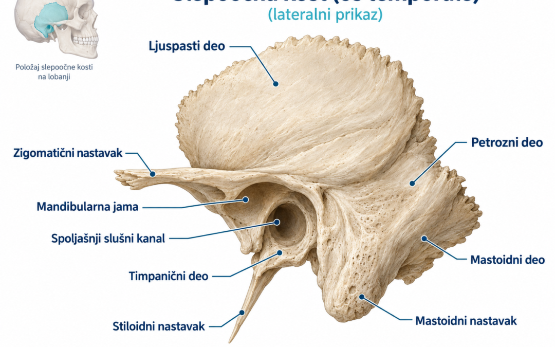 Temporalna kost – kada se snima i gde je možete snimiti?